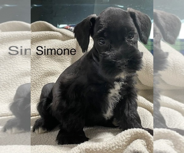 Medium Photo #6 Schnauzer (Miniature) Puppy For Sale in CO SPGS, CO, USA