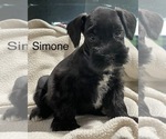 Small Photo #6 Schnauzer (Miniature) Puppy For Sale in CO SPGS, CO, USA