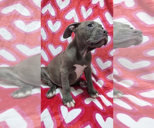 Medium Photo #1 American Bully Puppy For Sale in GROVETOWN, GA, USA