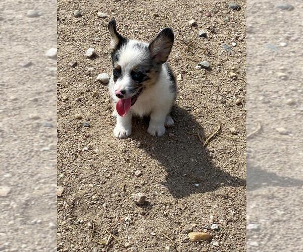 Medium Photo #2 Aussie-Corgi Puppy For Sale in BRIGGSDALE, CO, USA
