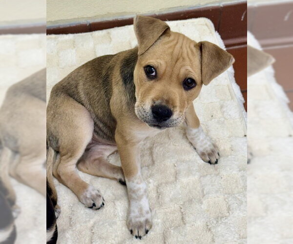 Medium Photo #5 Labrador Retriever-Unknown Mix Puppy For Sale in Jefferson, NJ, USA