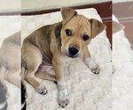 Small #4 Labrador Retriever Mix