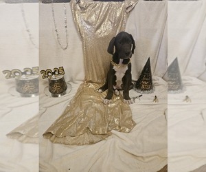 Great Dane Puppy for sale in TRUXTON, MO, USA