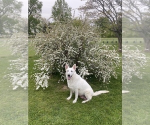 Mother of the German Shepherd Dog puppies born on 03/01/2026