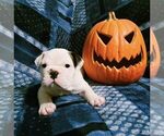 Small Photo #9 English Bulldog Puppy For Sale in ACWORTH, GA, USA