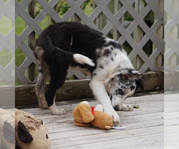 Medium Photo #1 Border Collie Puppy For Sale in DOUGLASS, KS, USA