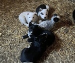 Small Australian Cattle Dog-Labrador Retriever Mix