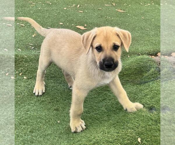 Medium Photo #2 Labrador Retriever-Unknown Mix Puppy For Sale in San Diego, CA, USA