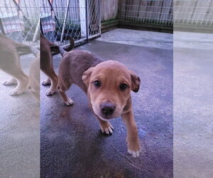 Ruby - Female Mastiff-Siberian Husky Mix Dog for Adoption - Photo #3