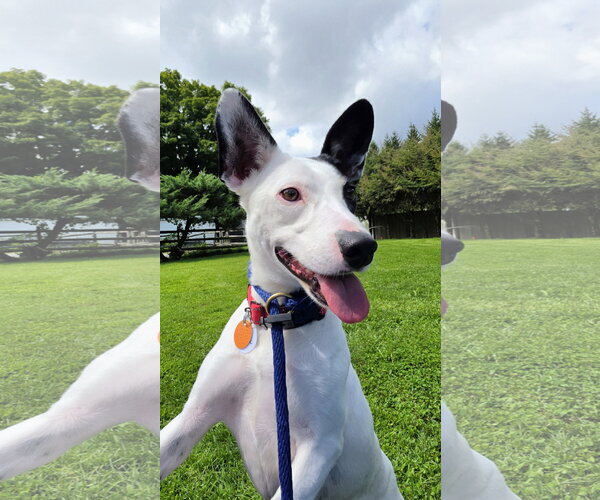 Medium Photo #3 Mutt Puppy For Sale in Rockaway, NJ, USA