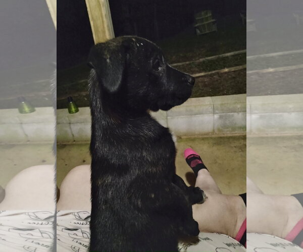 Medium Photo #2 Labrador Retriever-Unknown Mix Puppy For Sale in Blairsville, GA, USA