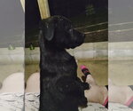 Small Photo #2 Labrador Retriever-Unknown Mix Puppy For Sale in Blairsville, GA, USA