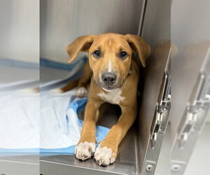 Labrador Retriever Dogs for adoption in Conroe, TX, USA
