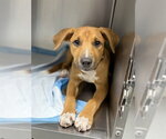 Small Labrador Retriever