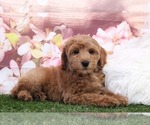 Small Photo #2 Goldendoodle Puppy For Sale in MARIETTA, GA, USA
