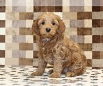 Small Cavapoo (Miniature)