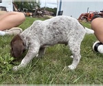 Small #3 German Shorthaired Pointer