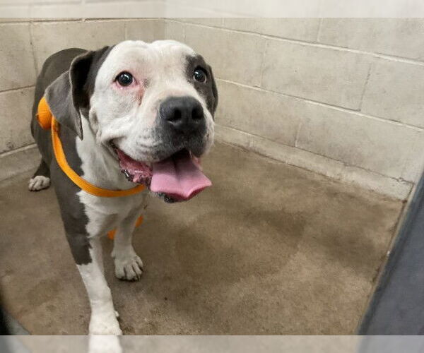 Medium Photo #1 American Pit Bull Terrier Puppy For Sale in San Bernardino, CA, USA