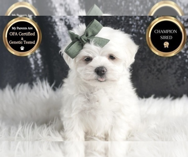 Medium Photo #114 Maltese Puppy For Sale in WARSAW, IN, USA