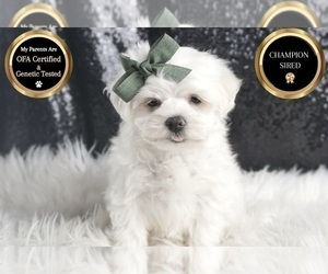 Medium Maltese