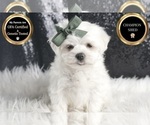 Puppy Sparky AKC Maltese