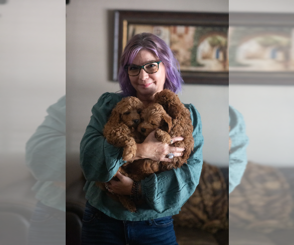 Medium Photo #26 Goldendoodle (Miniature) Puppy For Sale in HALTOM CITY, TX, USA