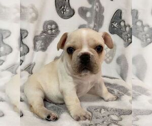 French Bulldog Puppy for sale in JOHNS ISLAND, SC, USA