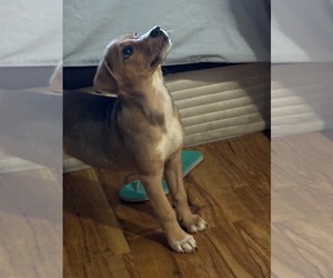 Val - Female Beagle-Unknown Mix Dog for Adoption - Photo #10