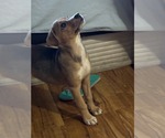 Small Photo #10 Beagle-Unknown Mix Puppy For Sale in Escondido, CA, USA