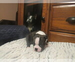 Small #4 Boston Terrier