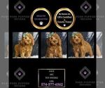 Puppy Sage AKC Poodle (Miniature)