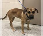 Small Labrador Retriever Mix