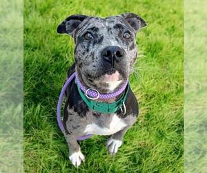American Pit Bull Terrier-Catahoula Leopard Dog Mix Dogs for adoption in Sacramento, CA, USA