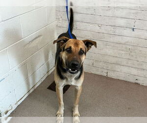 German Shepherd Dog-Unknown Mix Dogs for adoption in San Bernardino, CA, USA