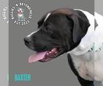 Small #1 American Staffordshire Terrier-Bulldog Mix