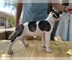 Small #1 American Bulldog