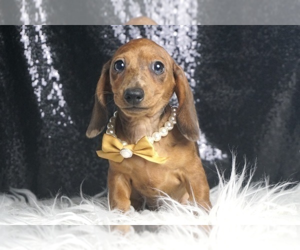 Medium Photo #2 Dachshund Puppy For Sale in WARSAW, IN, USA