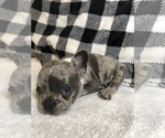 Small Photo #6 French Bulldog Puppy For Sale in TRACYS LANDING, MD, USA