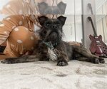 Small Photo #13 Mutt Puppy For Sale in Marina del Rey, CA, USA