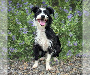 Medium Mutt