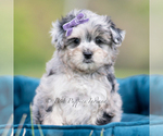 Puppy Coco Maltipoo (Miniature)