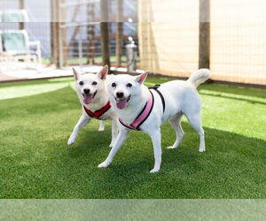 Chihuahua-Unknown Mix Dogs for adoption in oakland, FL, USA