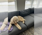 Small Photo #1 Goldendoodle Puppy For Sale in GUYTON, GA, USA