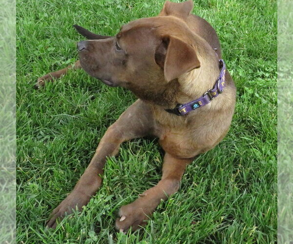 Medium Photo #3 Chihuahua-Feist Terrier Mix Puppy For Sale in Grovertown, IN, USA