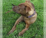 Small #2 Chihuahua-Feist Terrier Mix