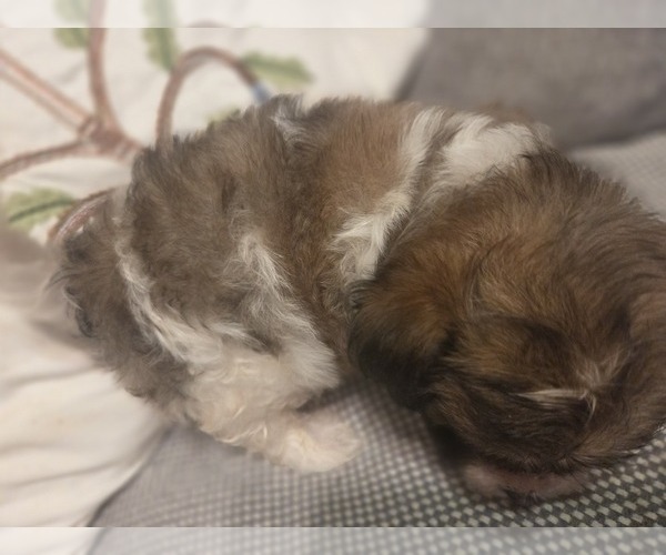 Medium Photo #36 Maltipom Puppy For Sale in HUDSON, MA, USA
