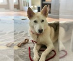 Small Siberian Husky Mix