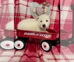 Puppy 4 Siberian Husky