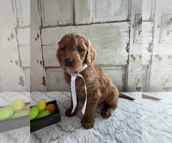 Medium Photo #3 Goldendoodle Puppy For Sale in WOODBURN, IN, USA
