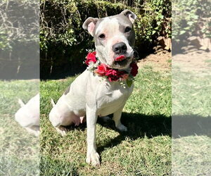 Cranberry - Female American Pit Bull Terrier-American Staffordshire Terrier Mix Dog for Adoption - Photo #2